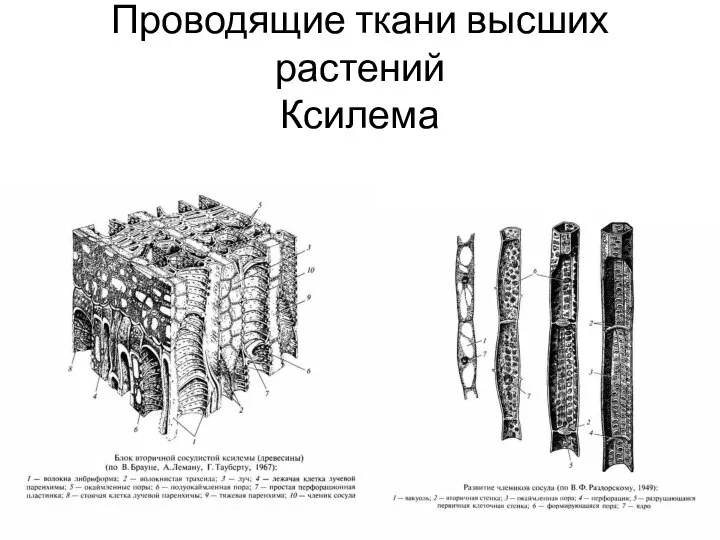 Проводящие ткани высших растений Ксилема