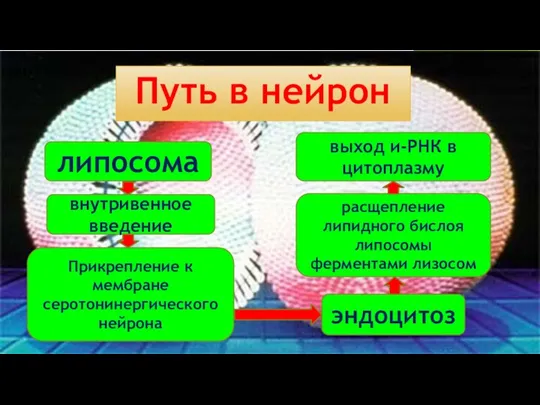 липосома внутривенное введение Прикрепление к мембране серотонинергического нейрона эндоцитоз расщепление липидного бислоя