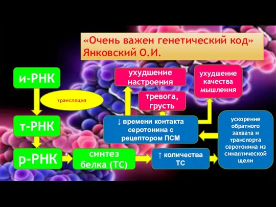 «Очень важен генетический код» Янковский О.И. и-РНК т-РНК трансляция р-РНК синтез белка