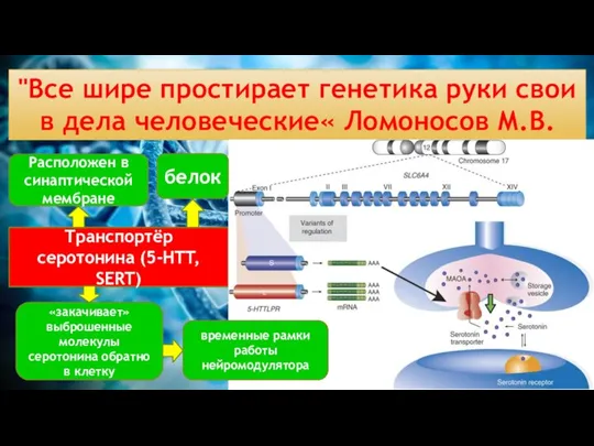 "Все шире простирает генетика руки свои в дела человеческие« Ломоносов М.В. Транспортёр