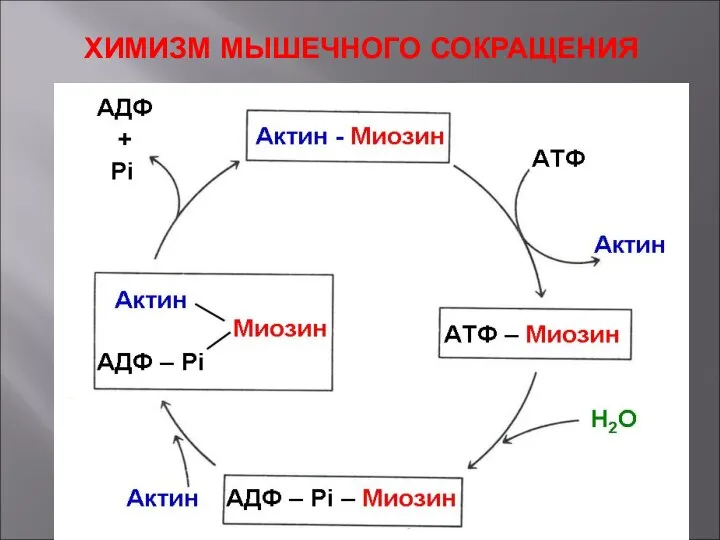 ХИМИЗМ МЫШЕЧНОГО СОКРАЩЕНИЯ