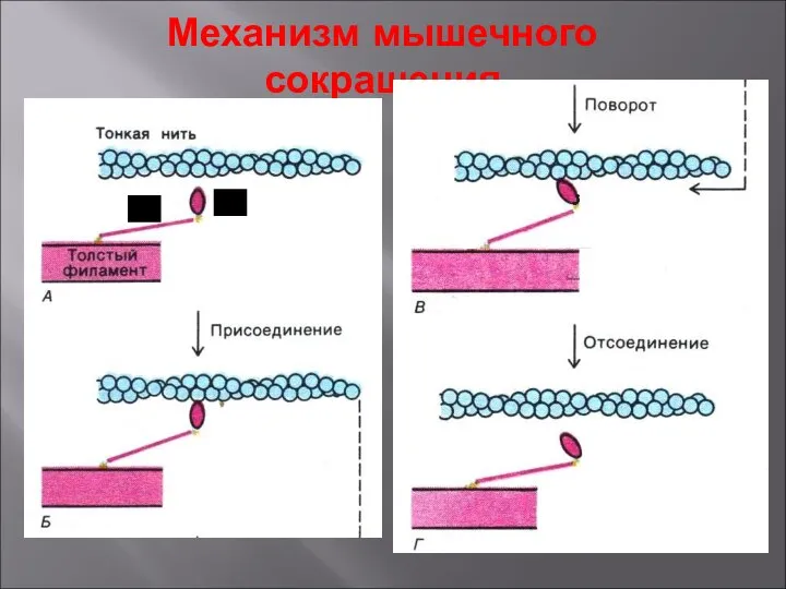 Механизм мышечного сокращения