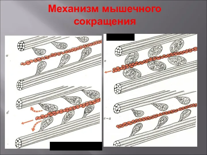 Механизм мышечного сокращения