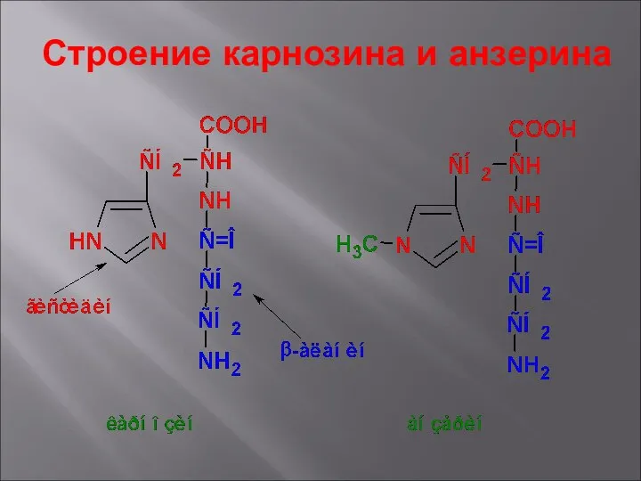 Строение карнозина и анзерина