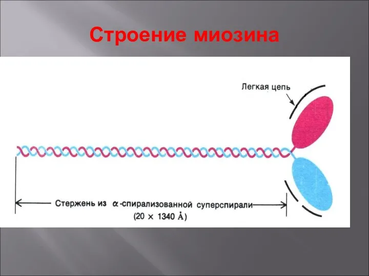 Строение миозина