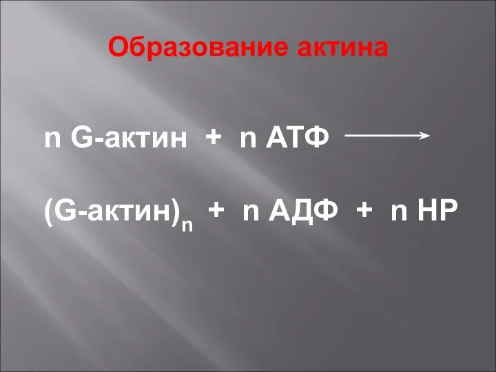 Образование актина n G-актин + n АТФ (G-актин)n + n АДФ + n НР