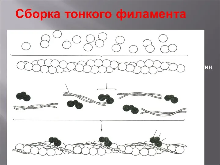 Сборка тонкого филамента G-актин F-актин Тропонин Тропомиозин Тонкий филамент Тп С Тп Т Тп I