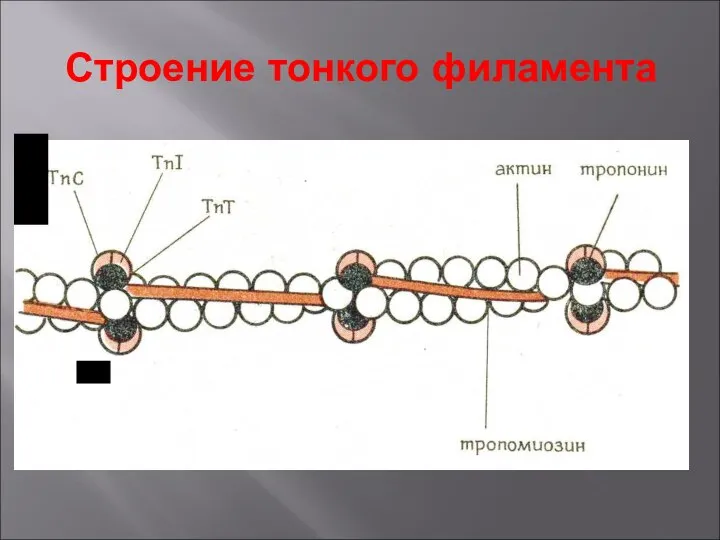 Строение тонкого филамента