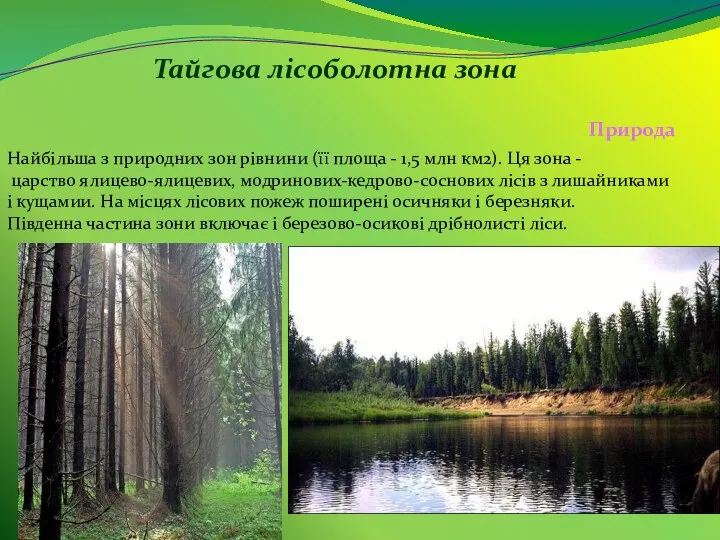 Тайгова лісоболотна зона Найбільша з природних зон рівнини (її площа - 1,5