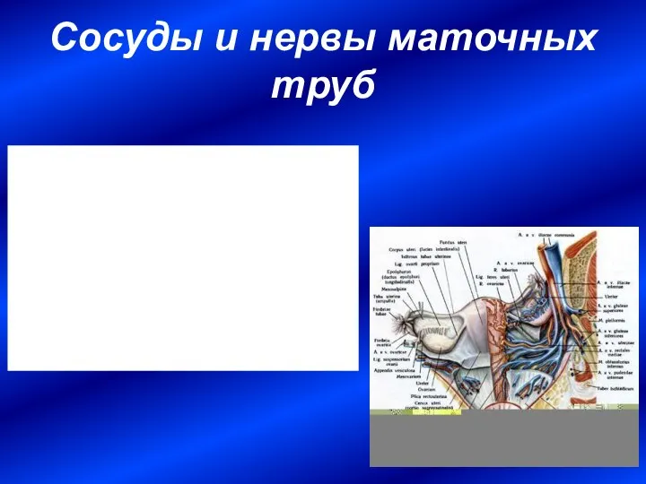 Сосуды и нервы маточных труб