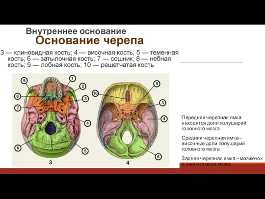 Внутреннее основание Передняя черепная ямка находятся доли полушарий головного мозга Средняя черепная