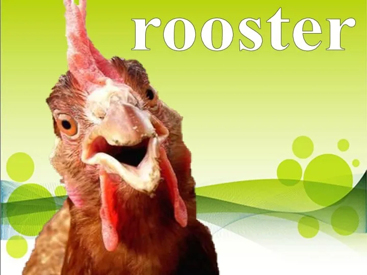 rooster