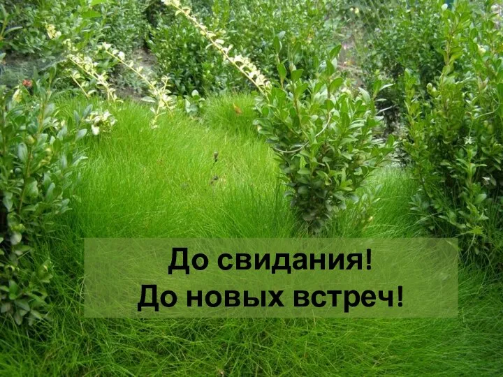 До свидания! До новых встреч!