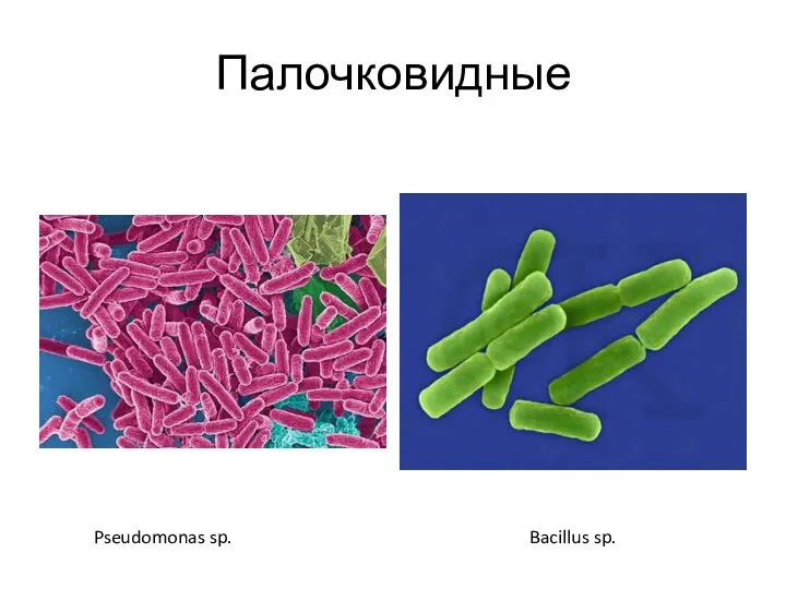 Палочковидные Pseudomonas sp. Bacillus sp.