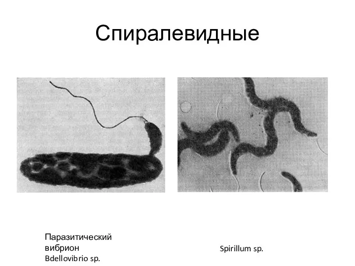 Спиралевидные Паразитический вибрион Bdellovibrio sp. Spirillum sp.