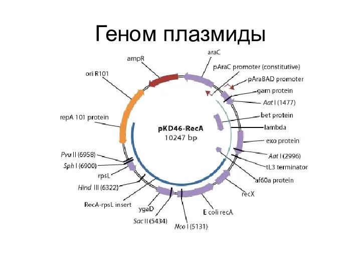 Геном плазмиды