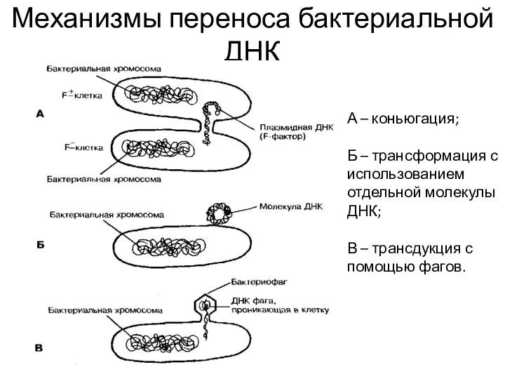 Механизмы переноса бактериальной ДНК А – коньюгация; Б – трансформация с использованием