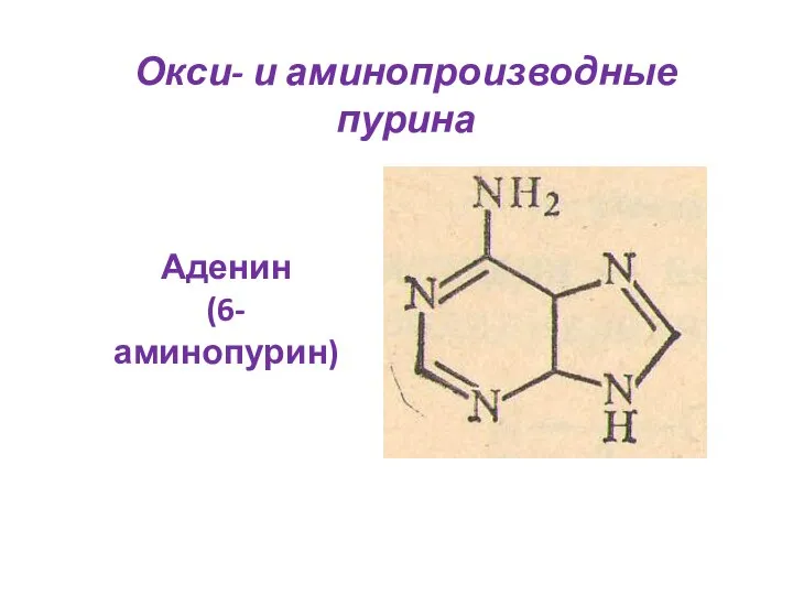 Окси- и аминопроизводные пурина Аденин (6-аминопурин)