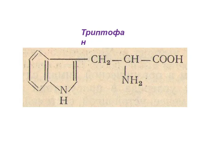 Триптофан