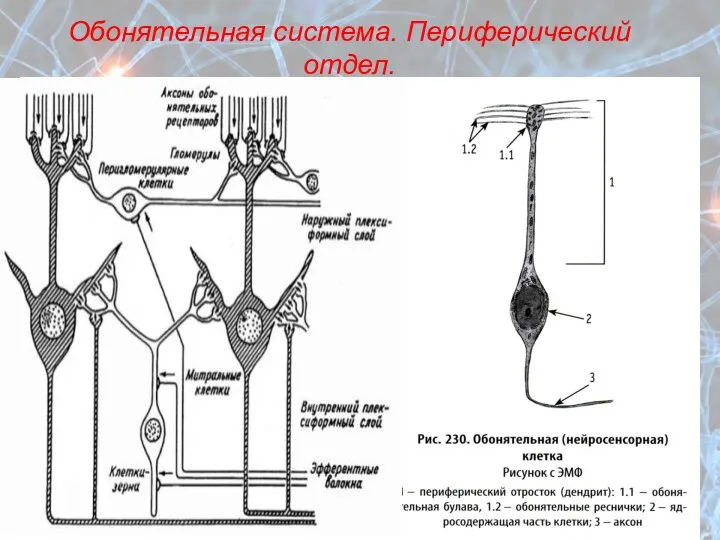 Обонятельная система. Периферический отдел. Обонятельные клетки Опорные клетки Базальные клетки