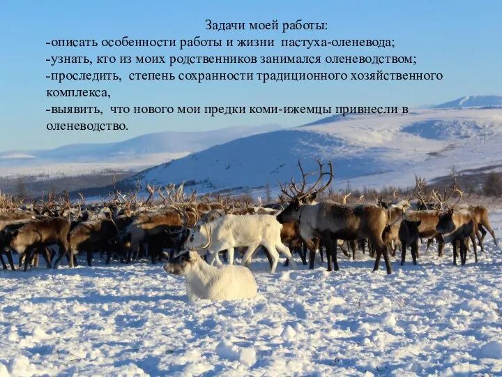 Задачи моей работы: ˗описать особенности работы и жизни пастуха-оленевода; ˗узнать, кто из