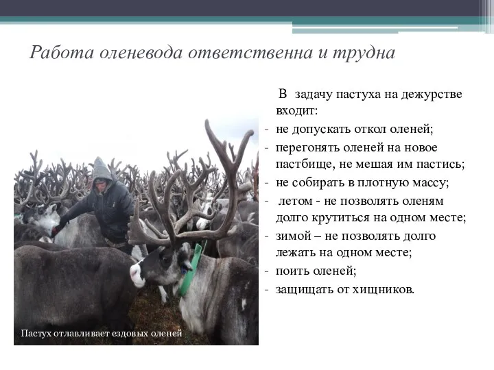 Работа оленевода ответственна и трудна В задачу пастуха на дежурстве входит: не