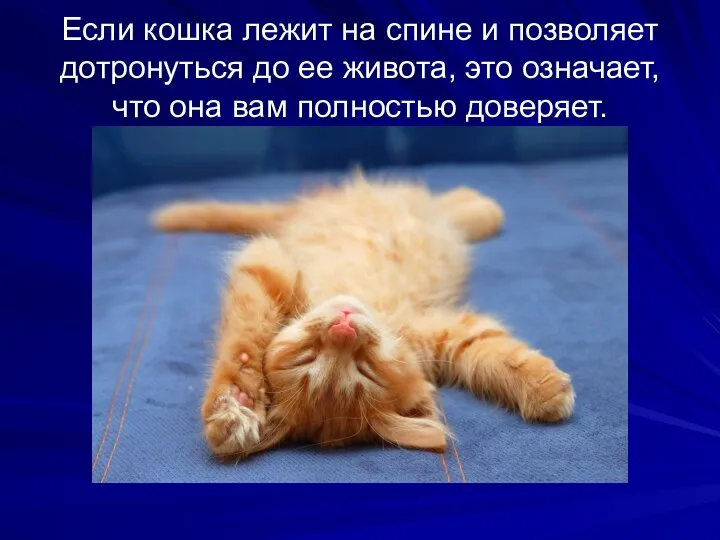 Если кошка лежит на спине и позволяет дотронуться до ее живота, это