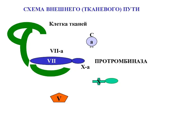 СХЕМА ВНЕШНЕГО (ТКАНЕВОГО) ПУТИ VII Са++ X V ПРОТРОМБИНАЗА VII-a X-a Клетка тканей