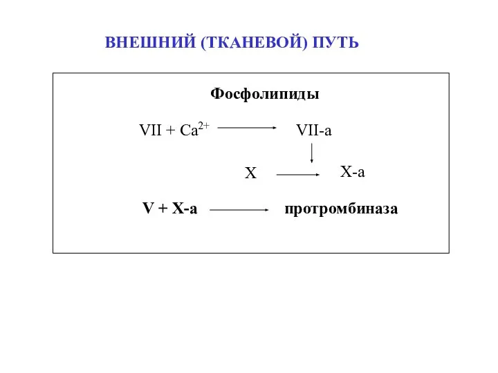 Фосфолипиды VII + Ca2+ VII-a X X-a V + X-a протромбиназа ВНЕШНИЙ (ТКАНЕВОЙ) ПУТЬ