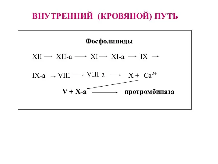 Фосфолипиды XII XI X + V + X-a протромбиназа XII-a XI-a VIII