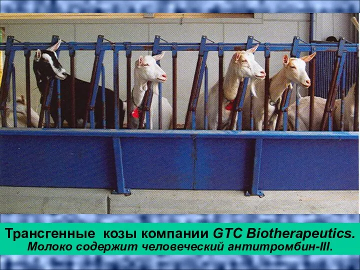 Трансгенные козы компании GTC Biotherapeutics. Молоко содержит человеческий антитромбин-III.
