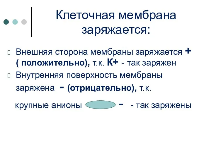 Клеточная мембрана заряжается: Внешняя сторона мембраны заряжается + ( положительно), т.к. К+