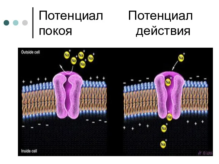 Потенциал Потенциал покоя действия