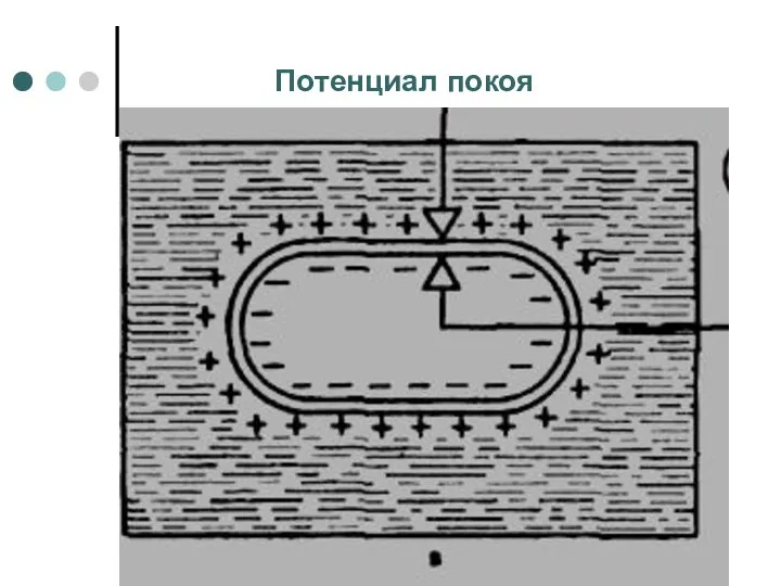 Потенциал покоя