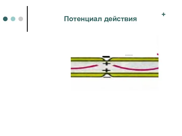 Потенциал действия +=+ + + + + ==++ +