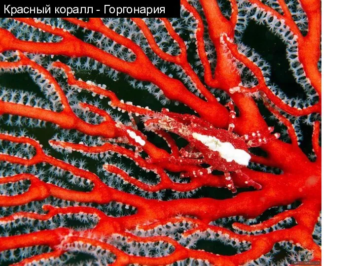 Красный коралл - Горгонария