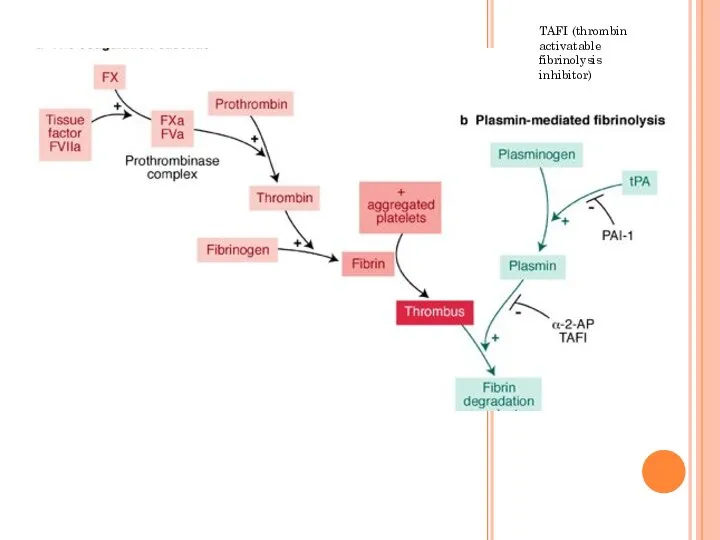 TAFI (thrombin activatable fibrinolysis inhibitor)