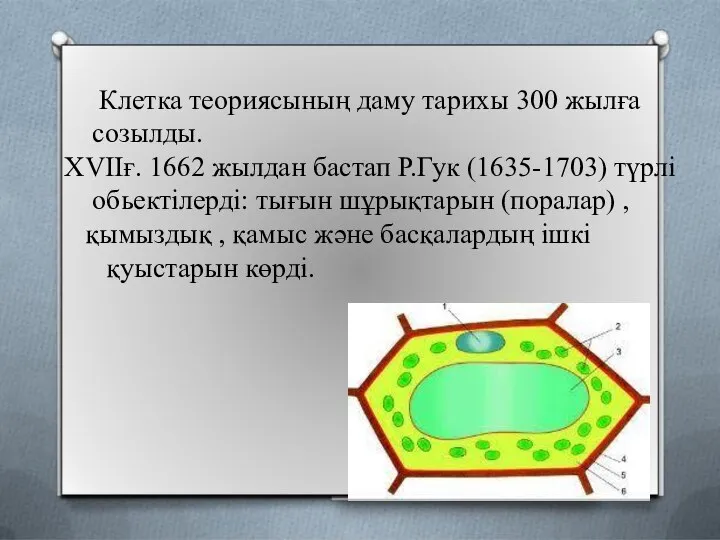 Клетка теориясының даму тарихы 300 жылға созылды. ХVIIғ. 1662 жылдан бастап Р.Гук