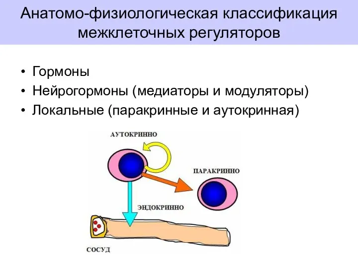 Анатомо-физиологическая классификация межклеточных регуляторов Гормоны Нейрогормоны (медиаторы и модуляторы) Локальные (паракринные и аутокринная)