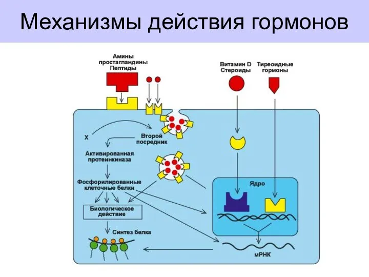 Механизмы действия гормонов