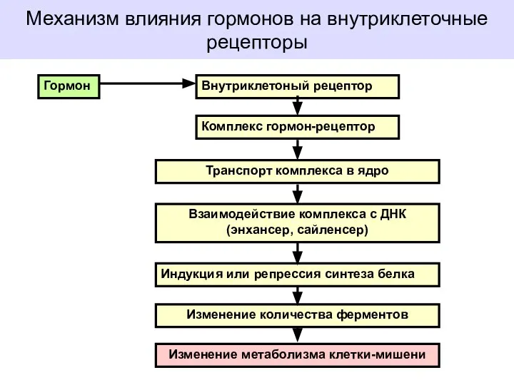 Механизм влияния гормонов на внутриклеточные рецепторы