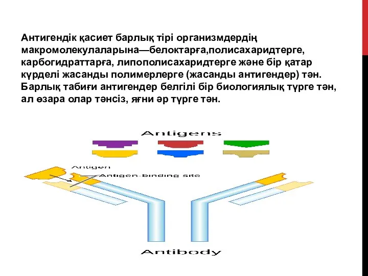 Антигендік қасиет барлық тірі организмдердің макромолекулаларына—белоктарға,полисахаридтерге, карбогидраттарға, липополисахаридтерге және бір қатар күрделі