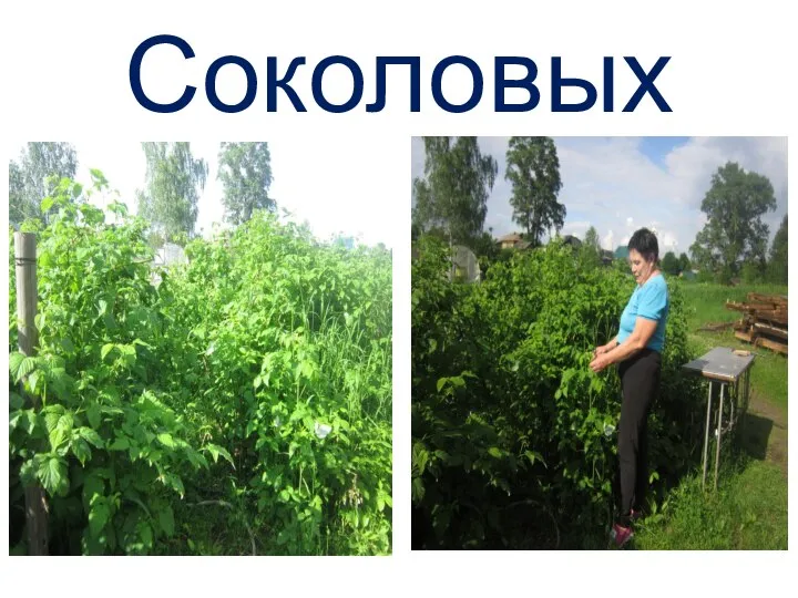 Соколовых