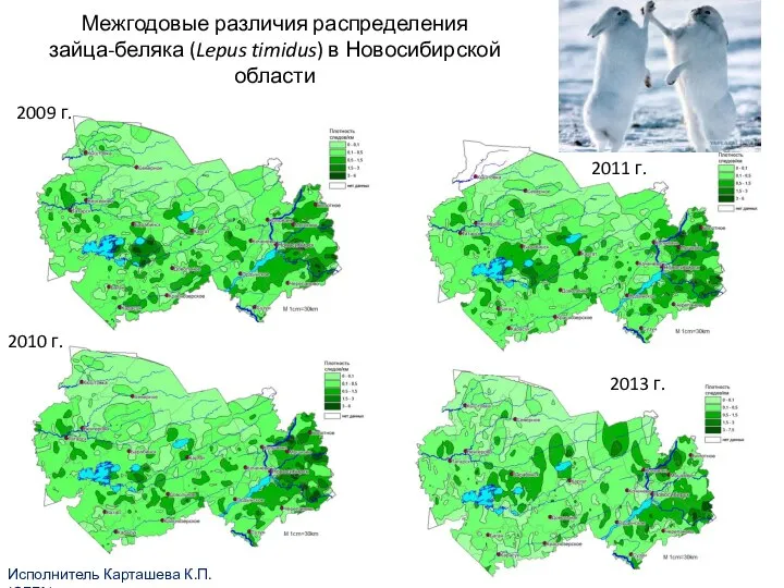 Межгодовые различия распределения зайца-беляка (Lepus timidus) в Новосибирской области Исполнитель Карташева К.П.