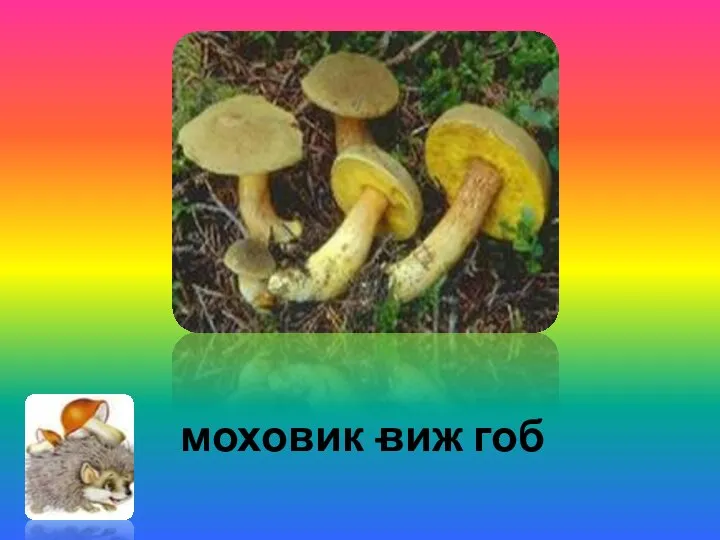 моховик - виж гоб