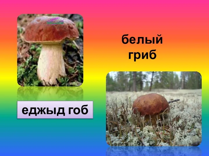 белый гриб еджыд гоб