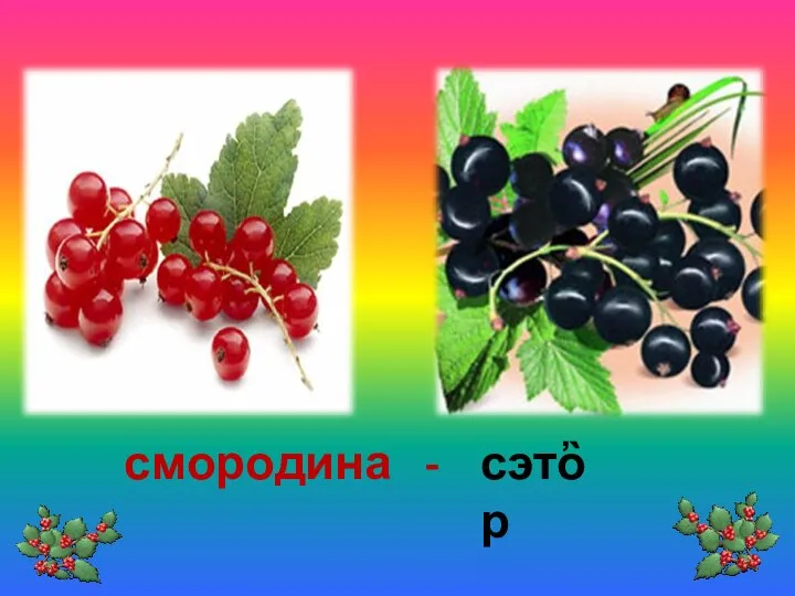 смородина - сэтὂр