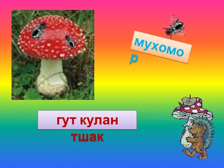 мухомор гут кулан тшак