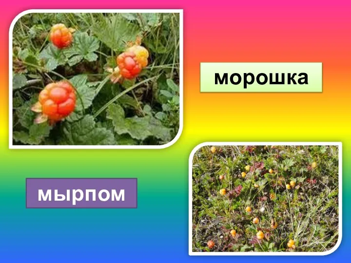 морошка мырпом