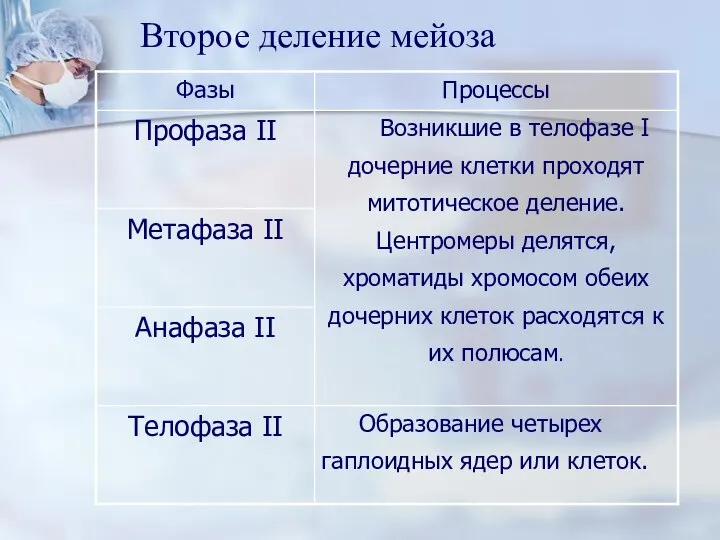 Второе деление мейоза